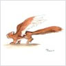 Winged Squirrel