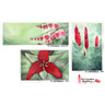 Watercolour Gardens - Reds