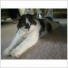 Cat Stretch