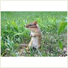 Chipmunk: Notch