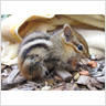 Chipmunk Rescue 2011