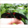Flutter