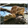 Fungi!