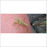 Young Praying Mantis
