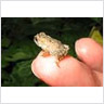 Little Toad