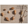 Mantis Love; Ootheca casings