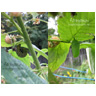 Metamorph - Monarch Chrysalis