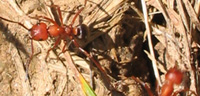 Mystery Critters