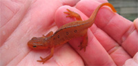 The Newt Saga (16)