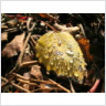 November Walk: Snowmelt