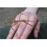 Stickbug