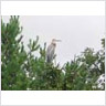 The Great Blue Heron