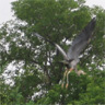 The Great Blue Heron: Flight