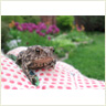 Toadling