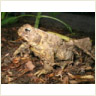 Toad Rampant