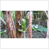 Treefrog