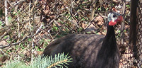 Backyard Turkey-bird! (5)