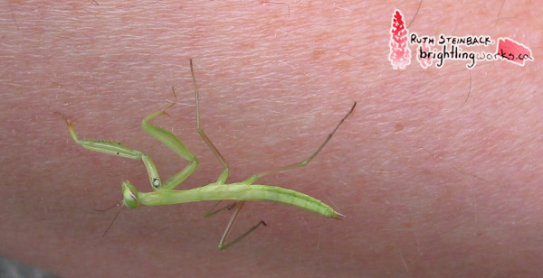 Young Praying Mantis Upside-down